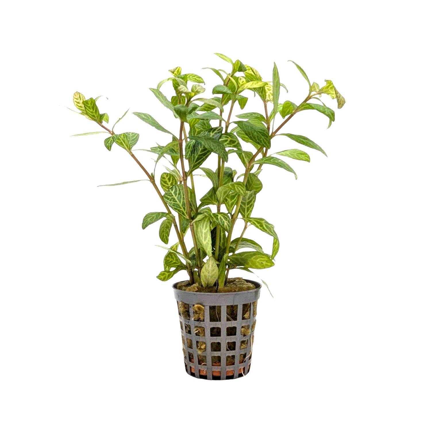Hygrophila rosae australis