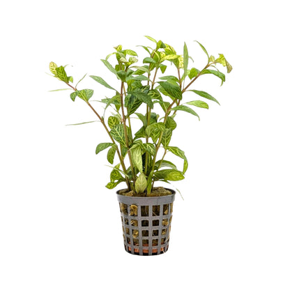 Hygrophila rosae australis
