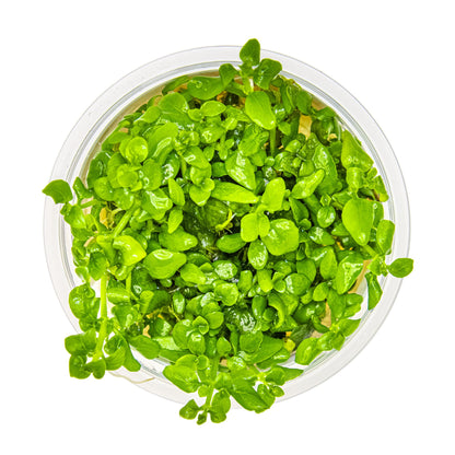 Tropica Hygrophila serpyllum 1-2-GROW