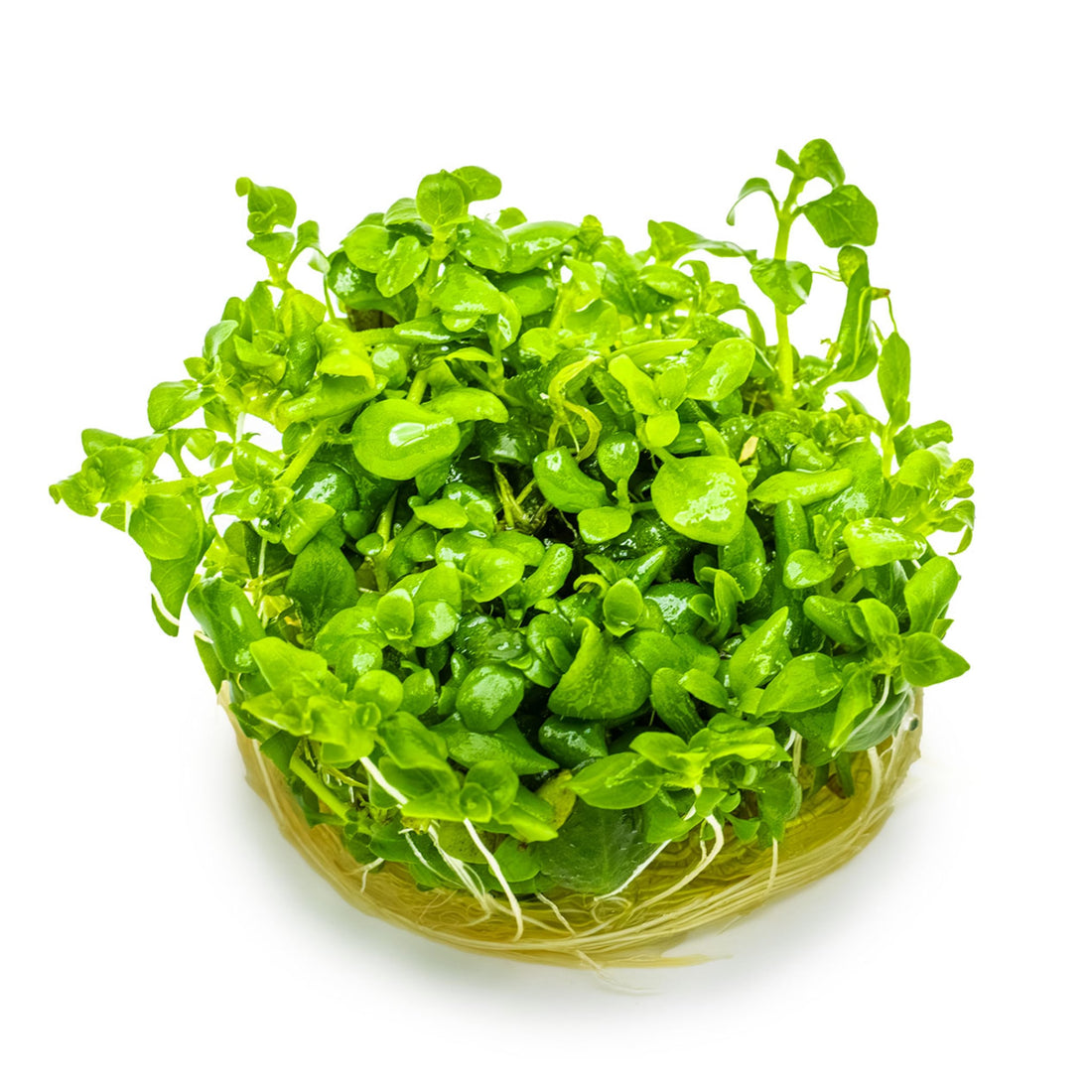Tropica Hygrophila serpyllum 1-2-GROW