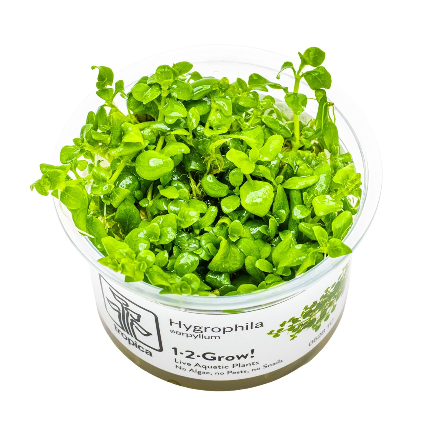 Tropica Hygrophila serpyllum 1-2-GROW