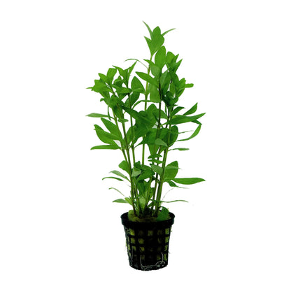 Hygrophila polysperma (Indian Swampweed) - Aqua Essentials