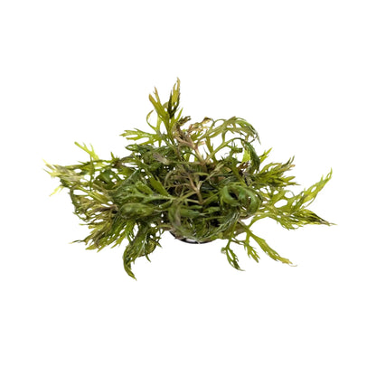 Hyptis lanciniata Aquafleur