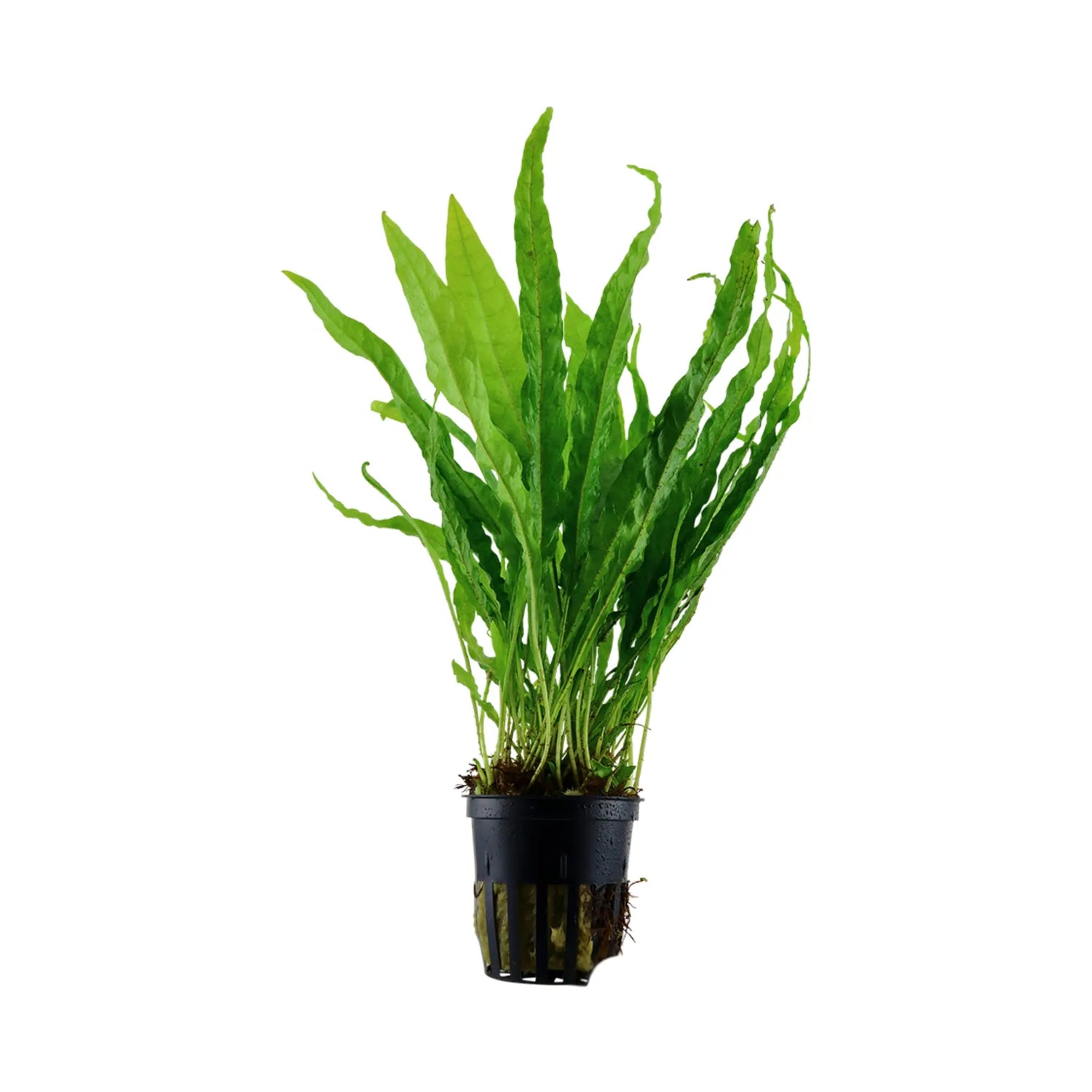 Java Fern aquarium plant for low light axolotl tank setups