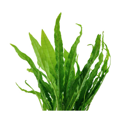 Java Fern (Microsorum pteropus) - Hardy Low Light Plant Aquafleur