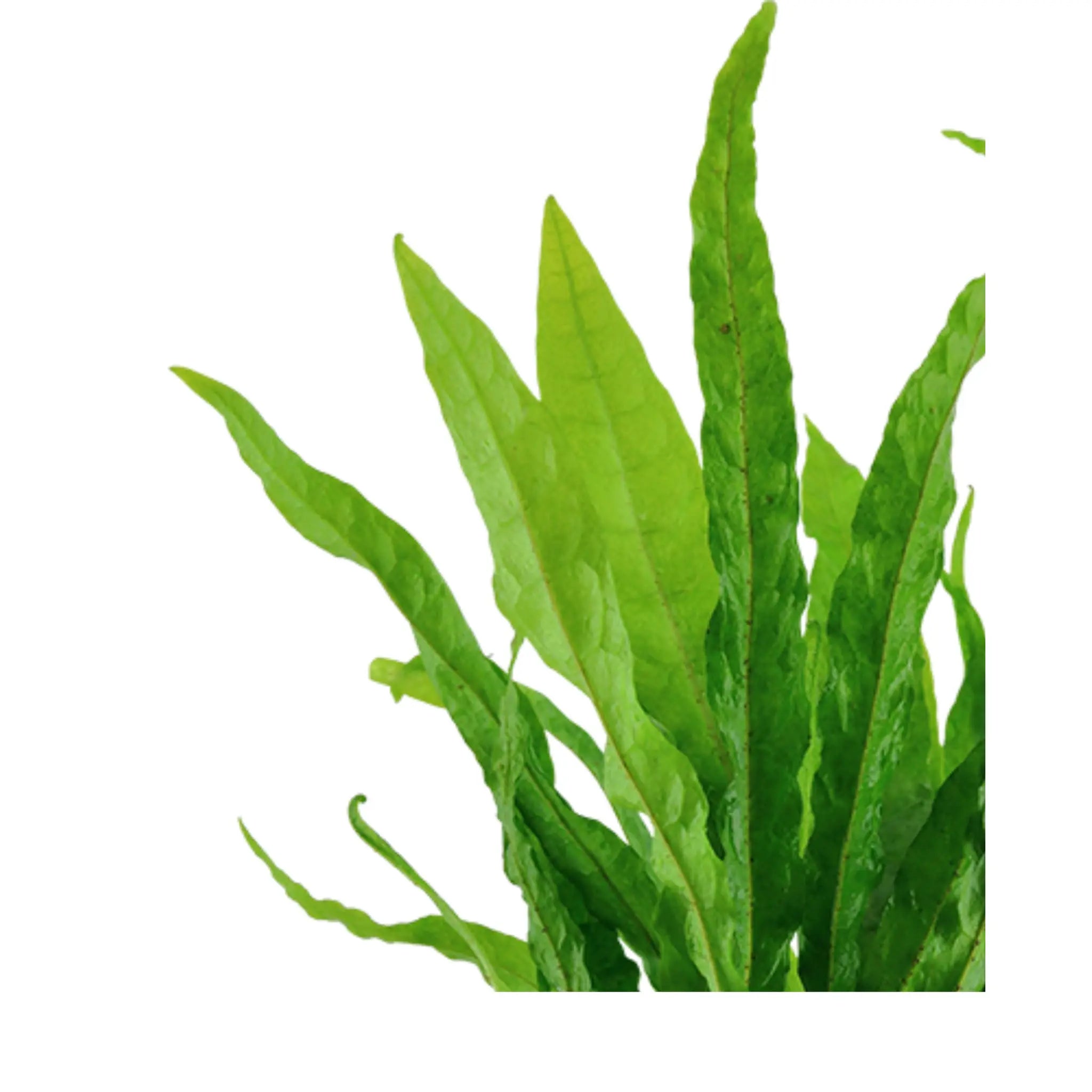 Java Fern (Microsorum pteropus) - Hardy Low Light Plant Aquafleur
