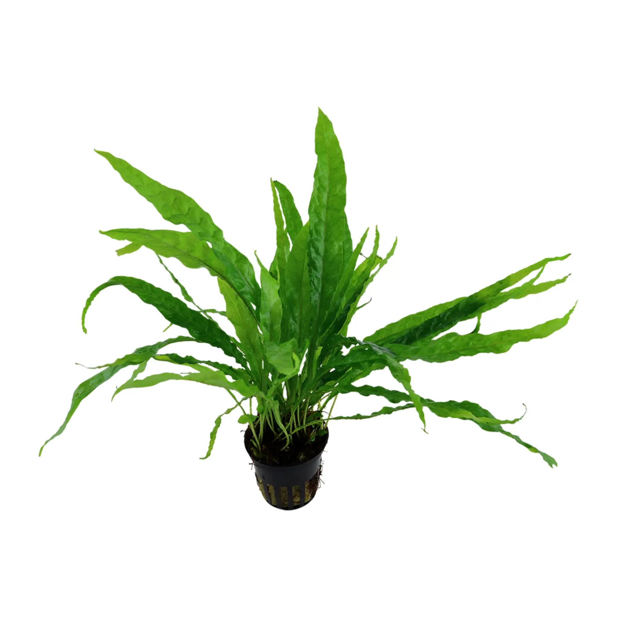 Java Fern (Microsorum pteropus) - Hardy Low Light Plant Aquafleur