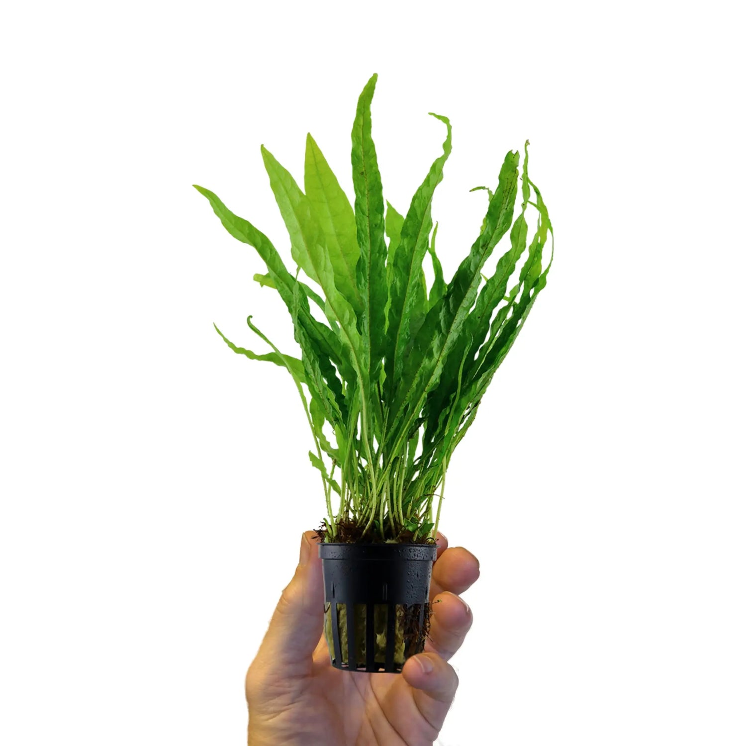 Java Fern (Microsorum pteropus) - Hardy Low Light Plant Aquafleur