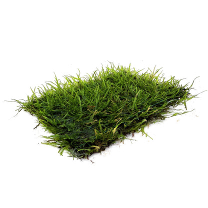Java Moss On Pad - 15x10cm