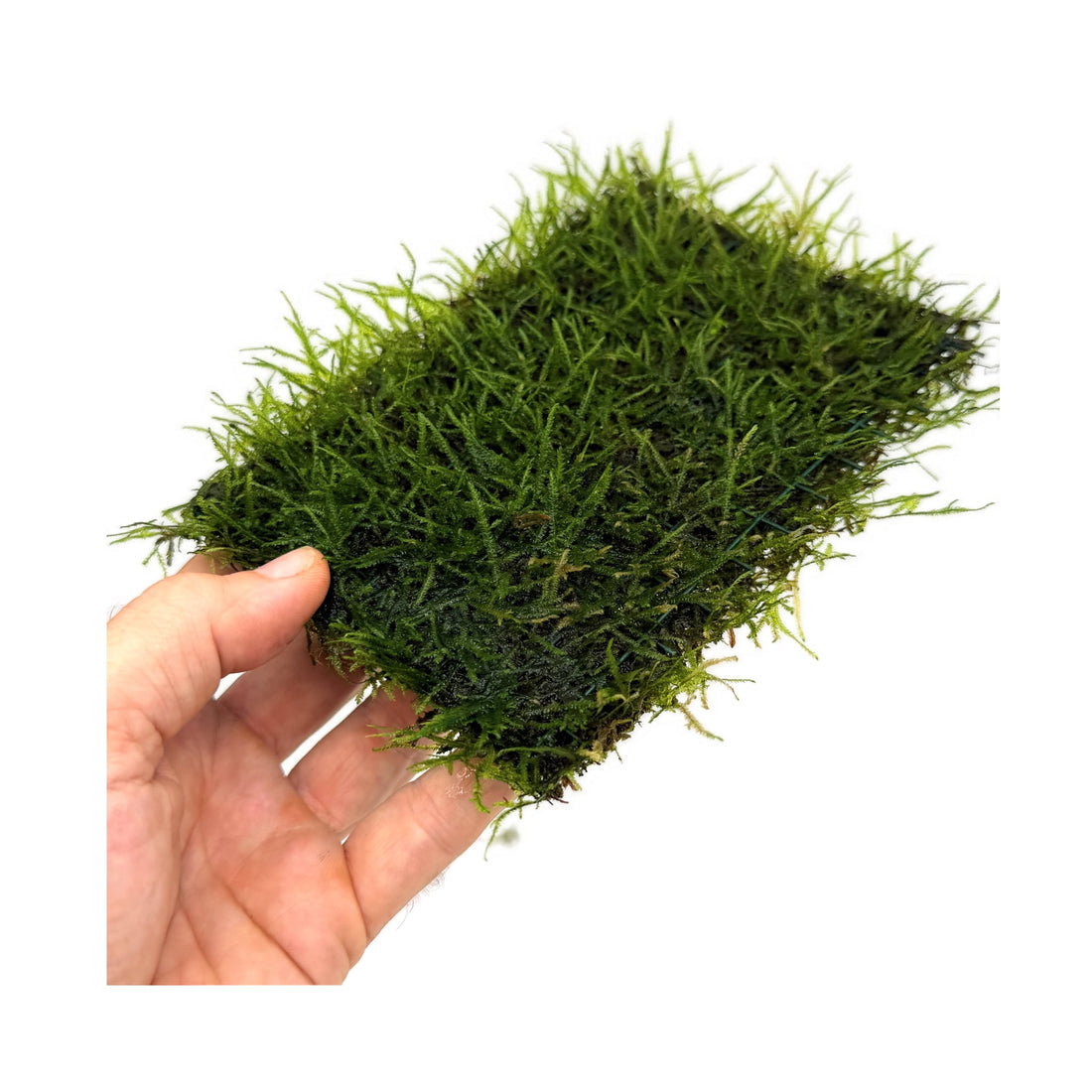 Java Moss On Pad - 15x10cm