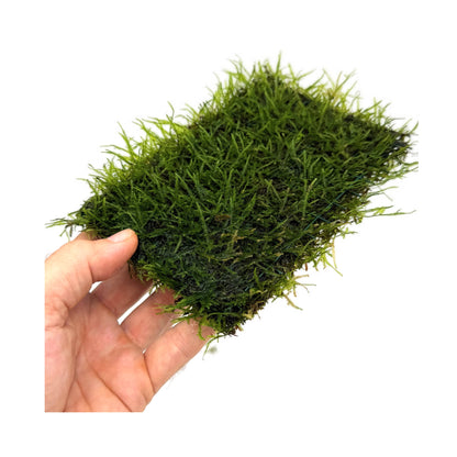 Java Moss On Pad - 15x10cm
