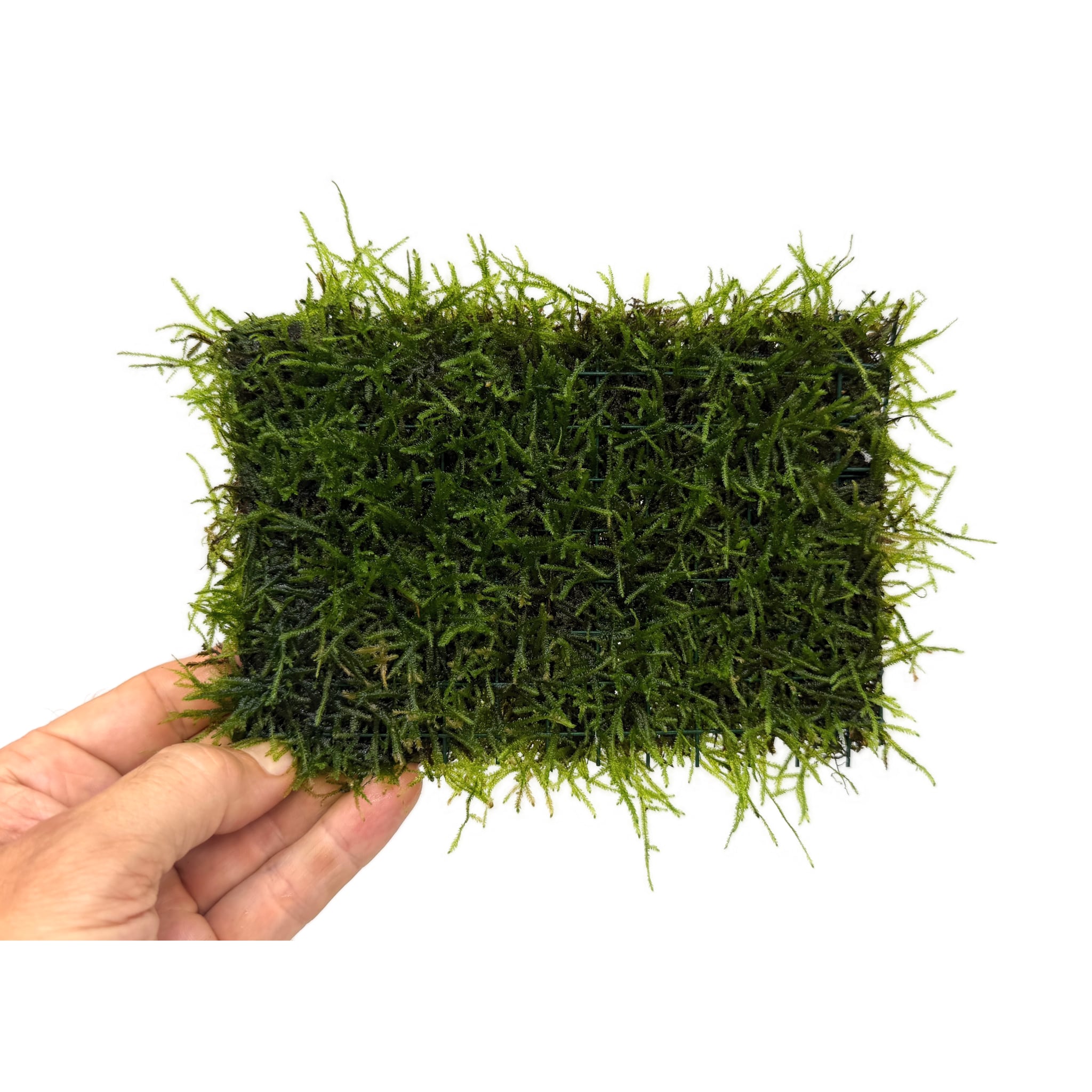 Java Moss On Pad - 15x10cm
