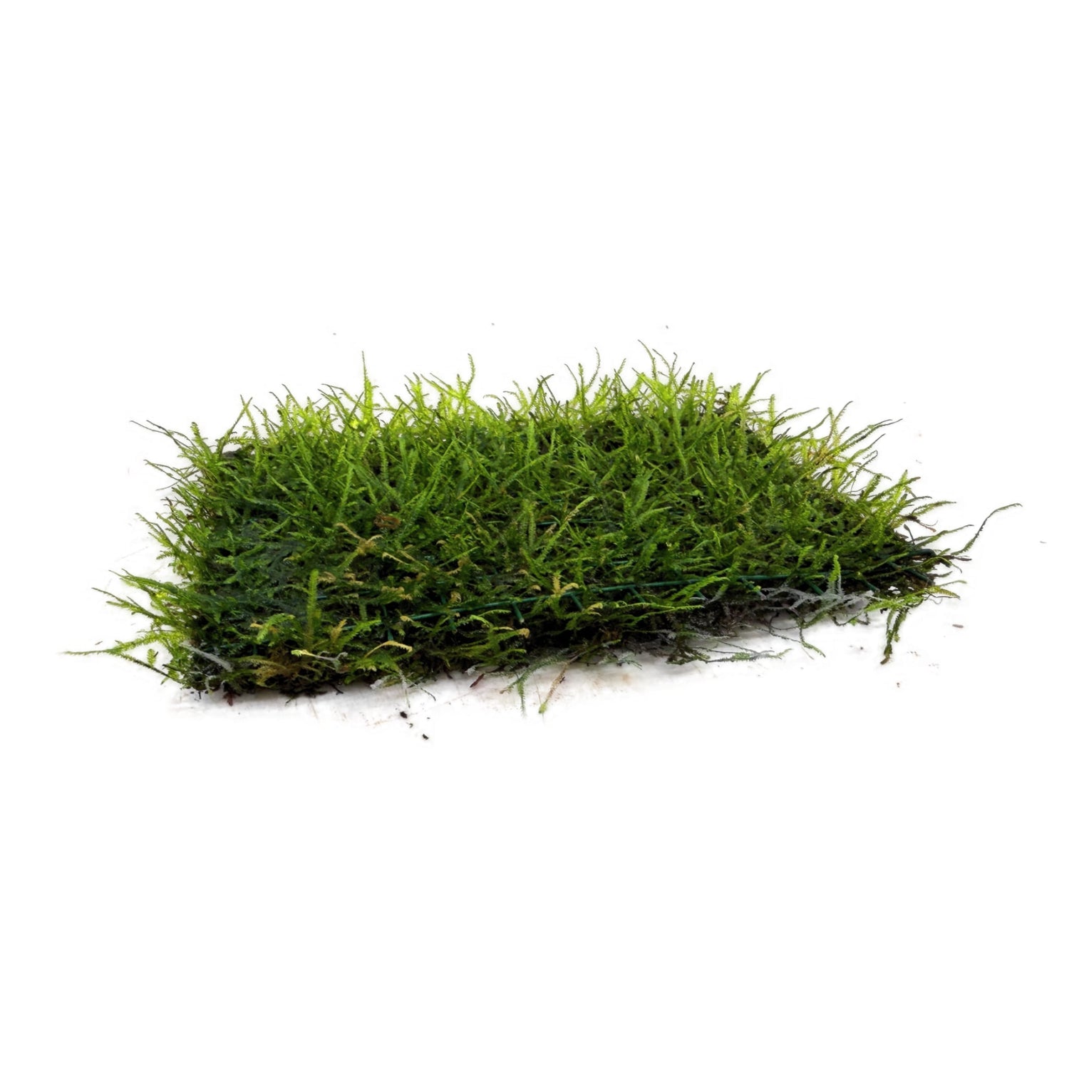 Java Moss On Pad - 15x10cm