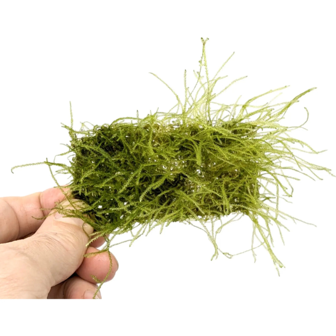 Java moss Scapers Pad - Medium (9x4.5cm) Aqua Essentials