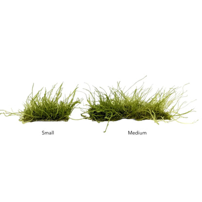 Java moss Scapers Pad - Medium (9x4.5cm) Aqua Essentials