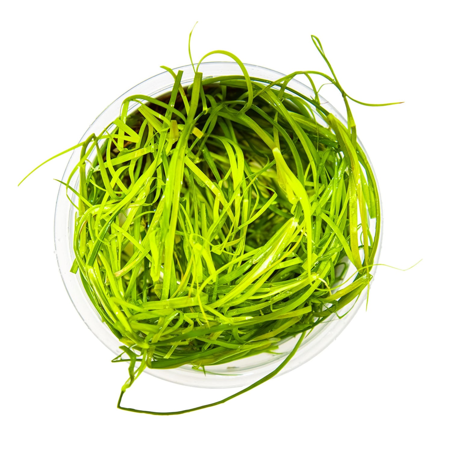 Tropica Juncus repens 1-2-Grow!