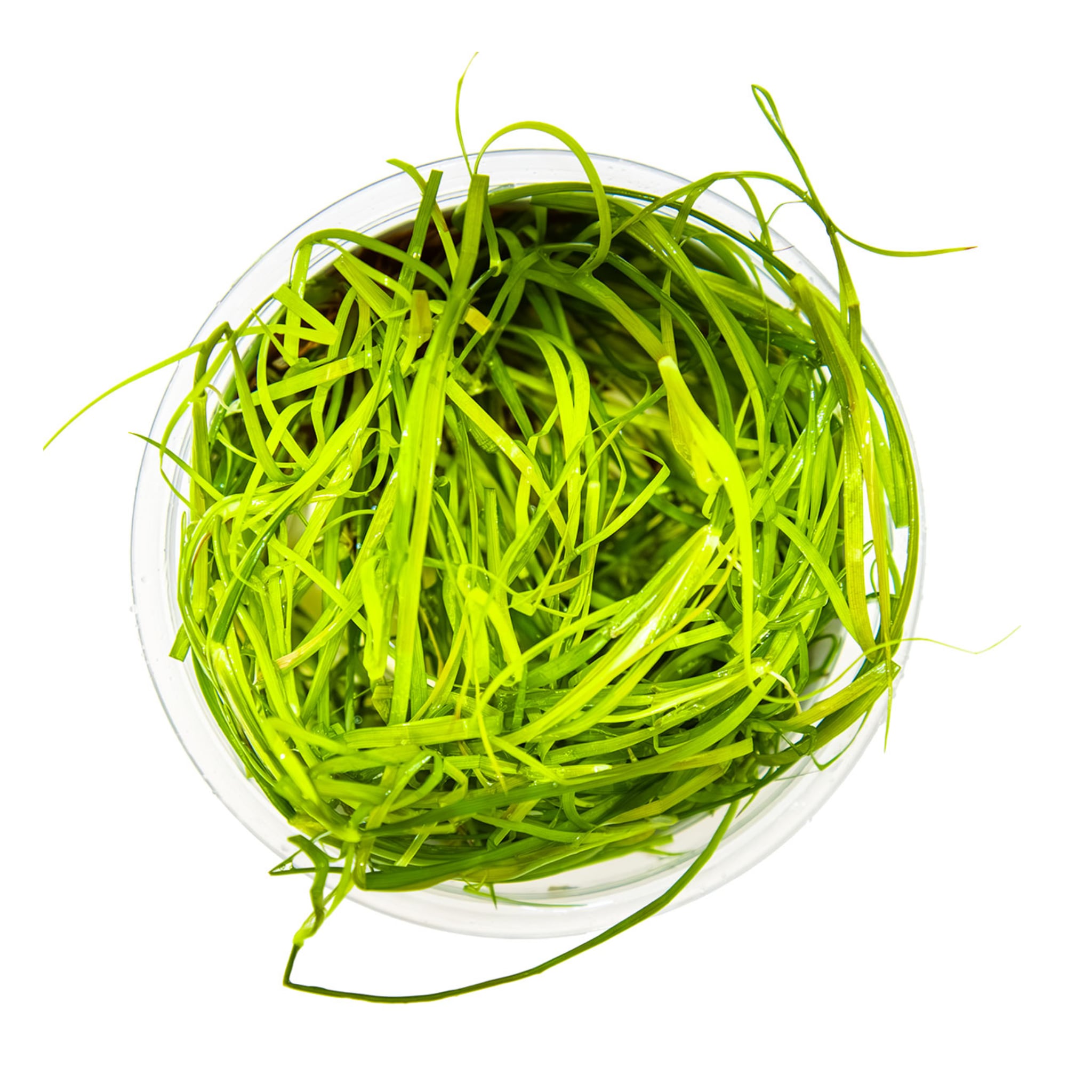 Tropica Juncus repens 1-2-Grow!