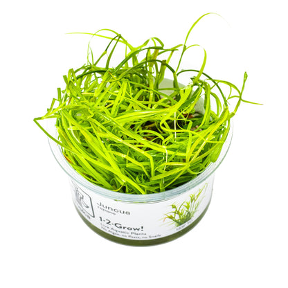 Tropica Juncus repens 1-2-Grow!
