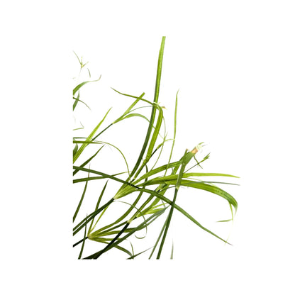 Juncus repens Aquafleur