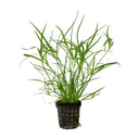 Juncus repens