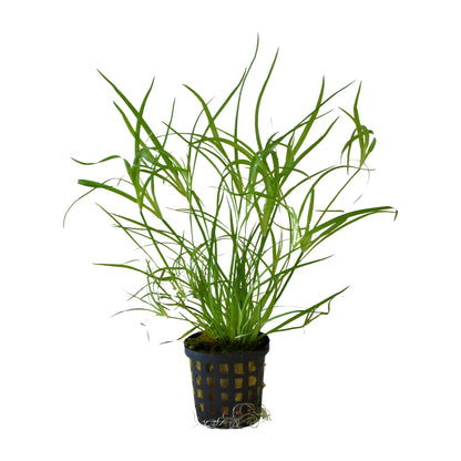 Juncus repens - Aqua Essentials