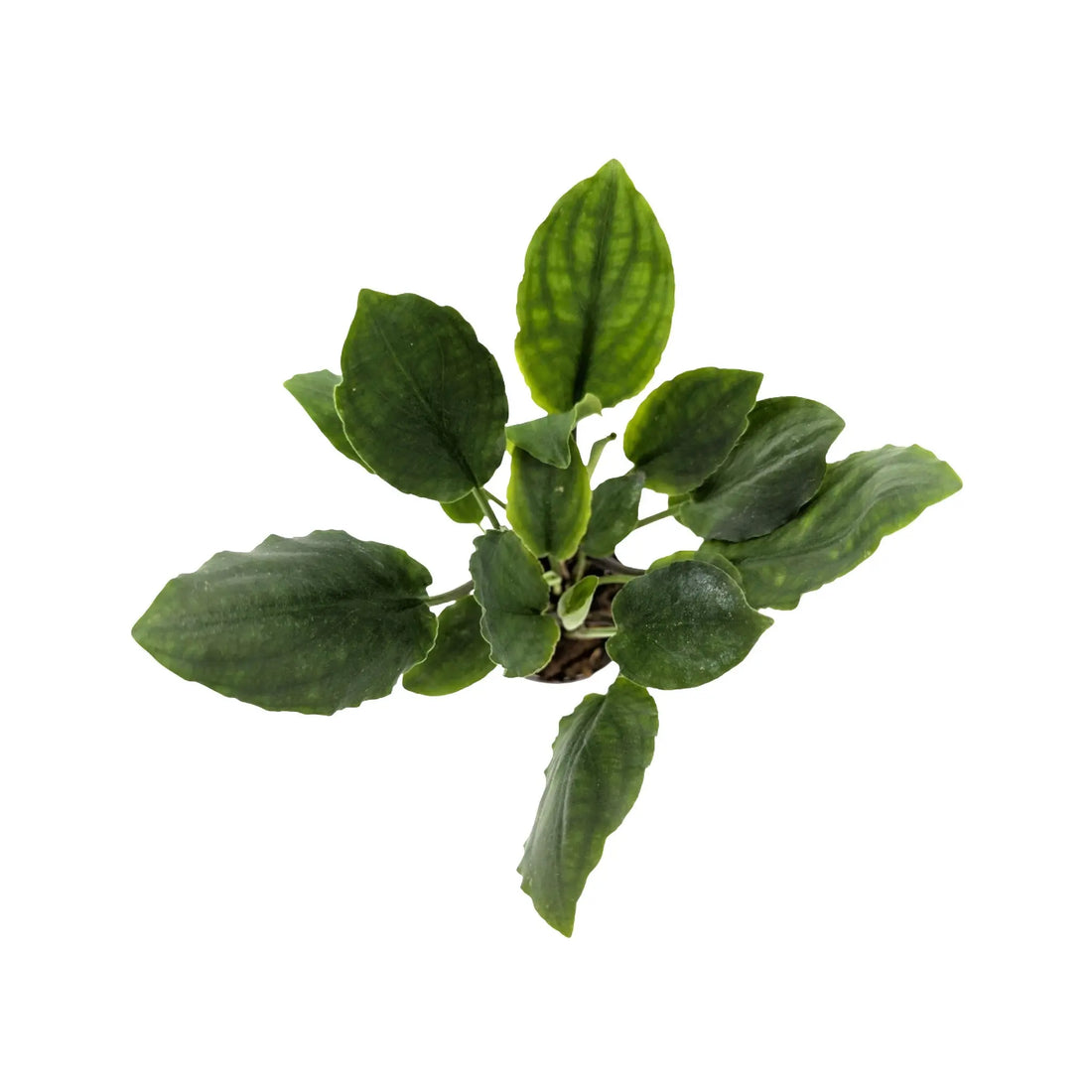 Lagenandra meeboldi green Aquafleur