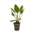 Lagenandra meeboldi green Aquafleur