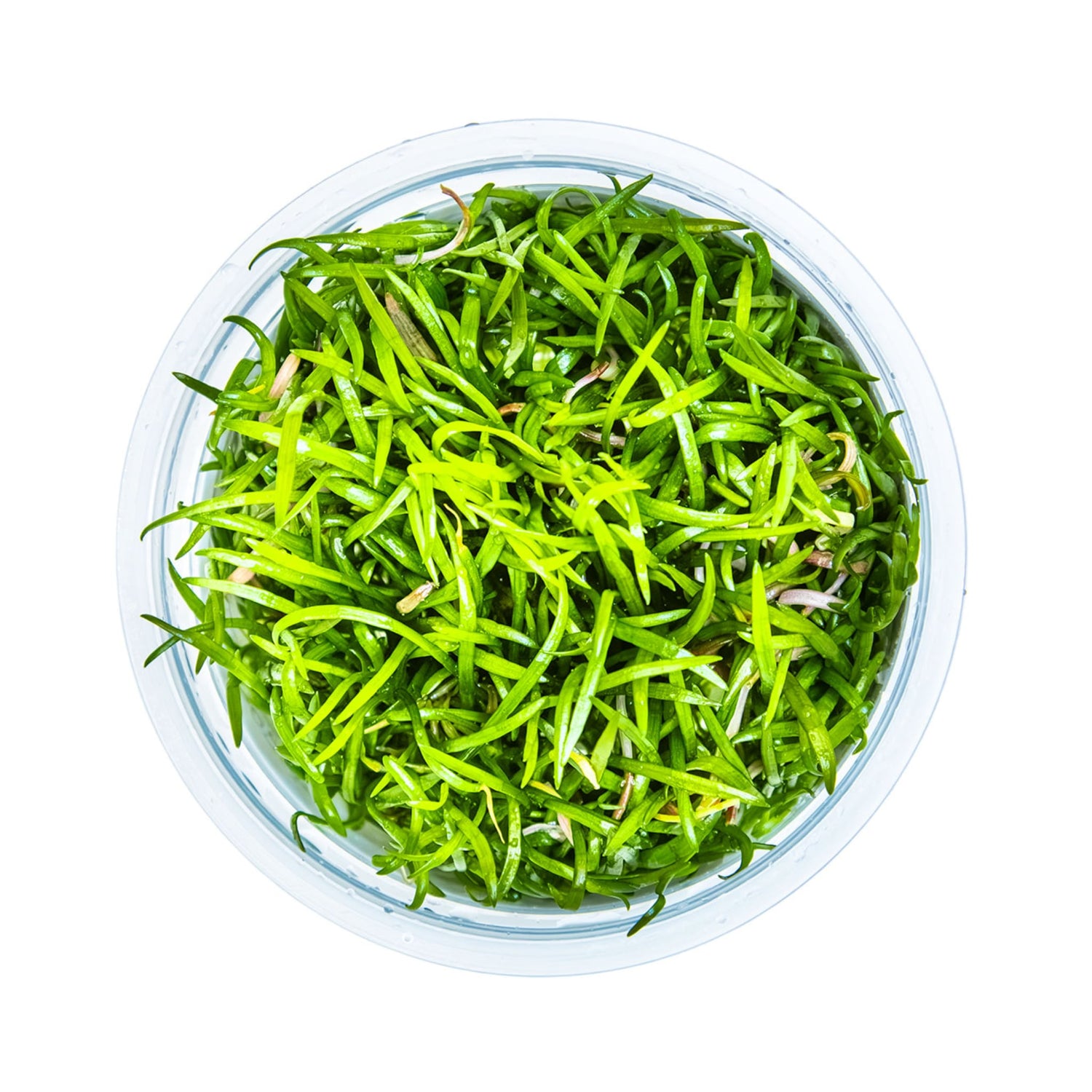 Tropica Lilaeopsis brasiliensis 1-2-GROW!