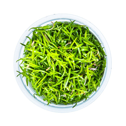 Tropica Lilaeopsis brasiliensis 1-2-GROW!