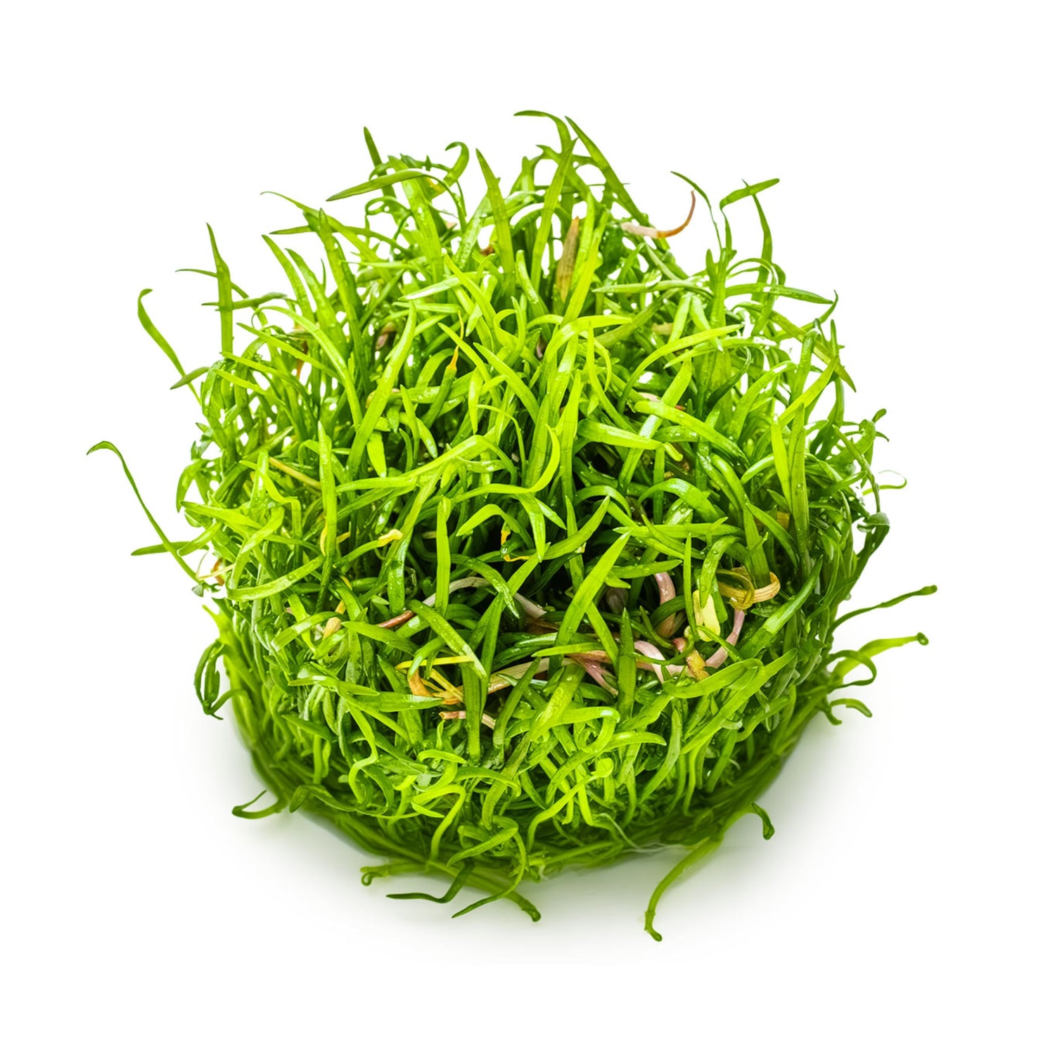 Tropica Lilaeopsis brasiliensis 1-2-GROW!