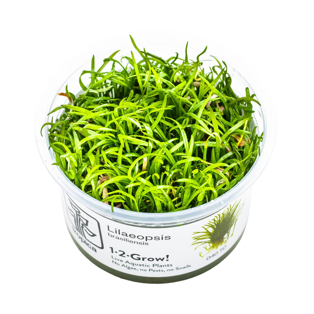 Tropica Lilaeopsis brasiliensis 1-2-GROW!