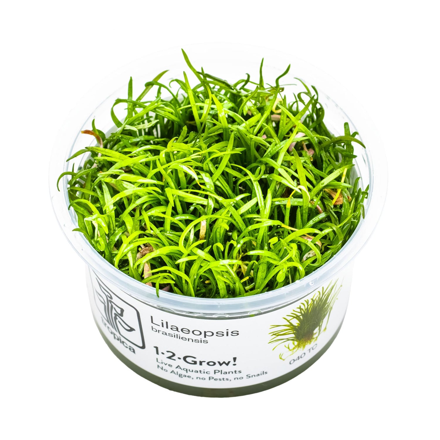 Tropica Lilaeopsis brasiliensis 1-2-GROW!