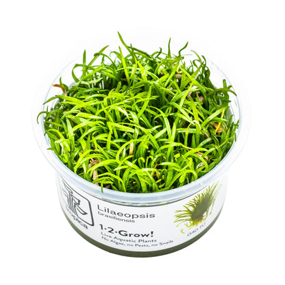 Tropica Lilaeopsis brasiliensis 1-2-GROW!