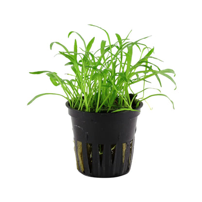 Lilaeopsis brasiliensis Tropica
