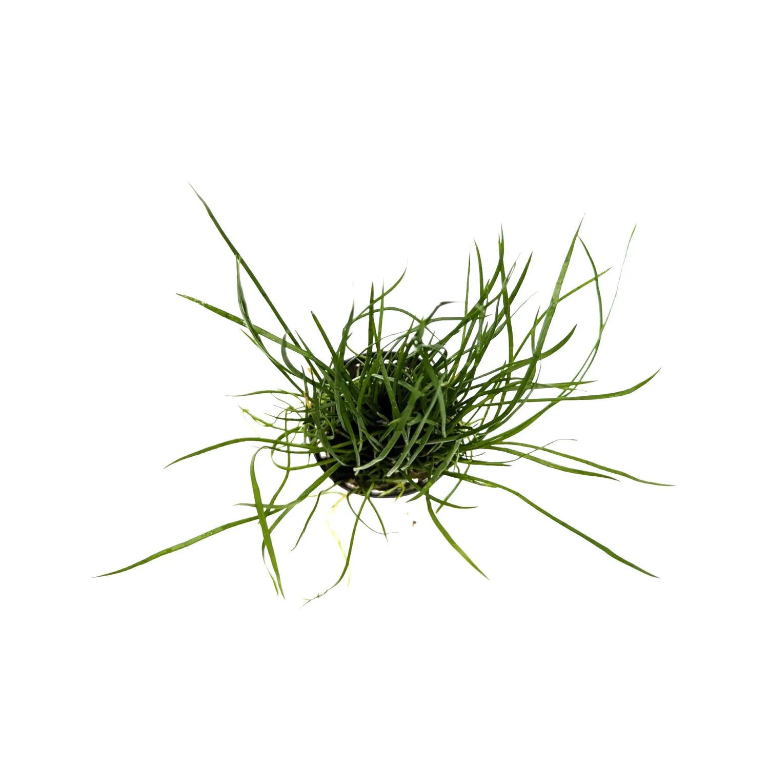 Lilaeopsis mauritiana Aquafleur
