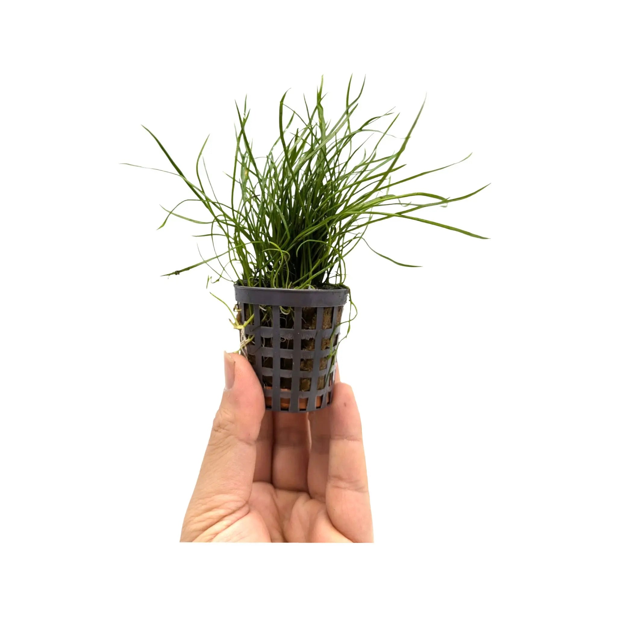 Lilaeopsis mauritiana Aquafleur