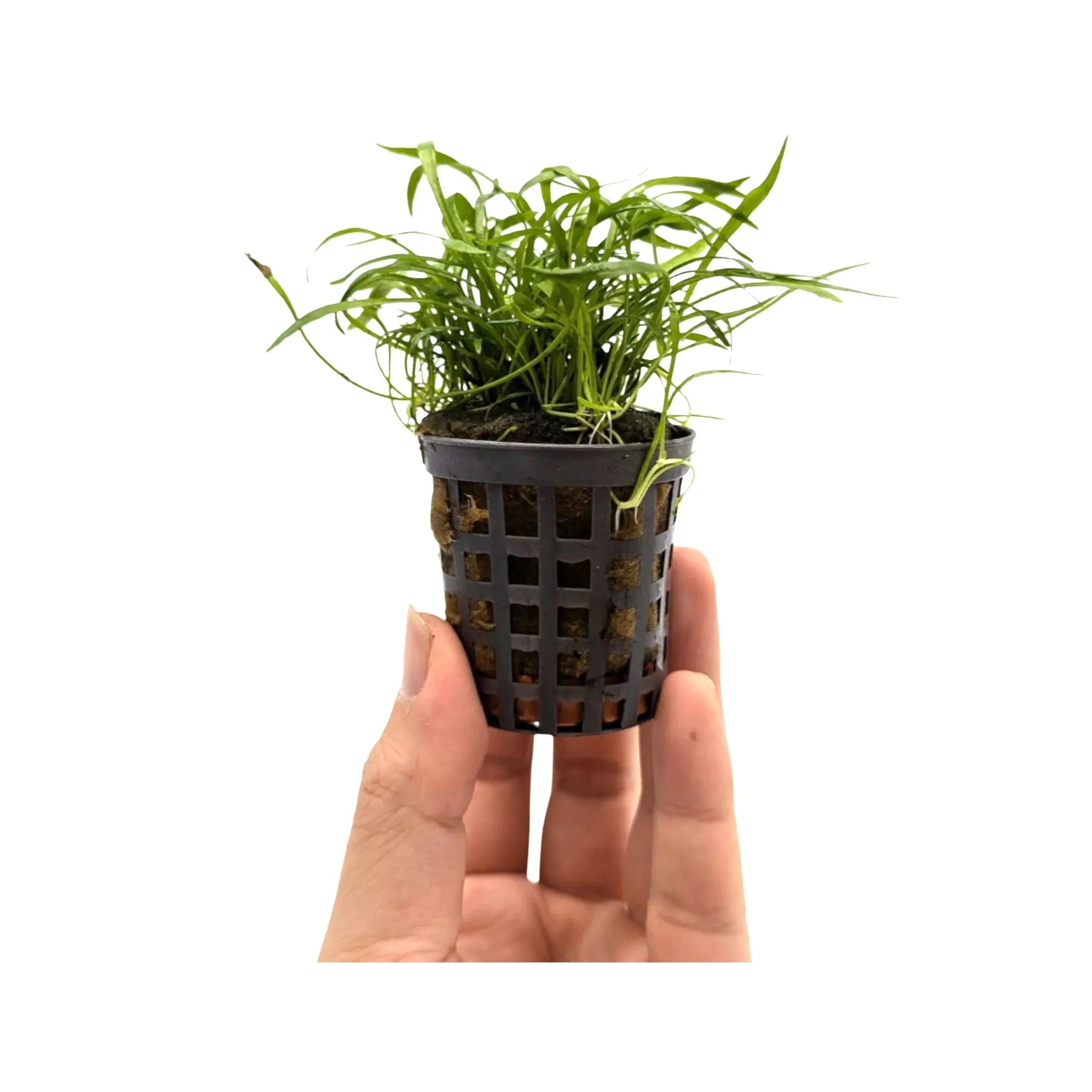 Lilaeopsis novea-zealandie Aquafleur