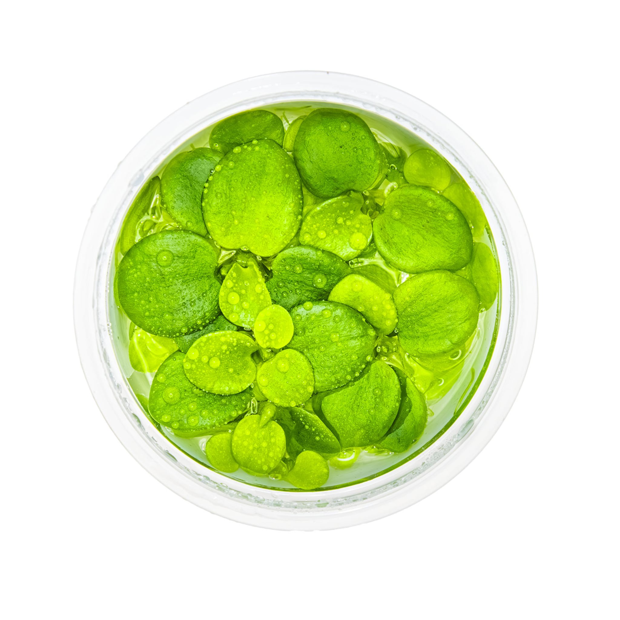 Tropica Limnobium laevigatum 1-2-GROW