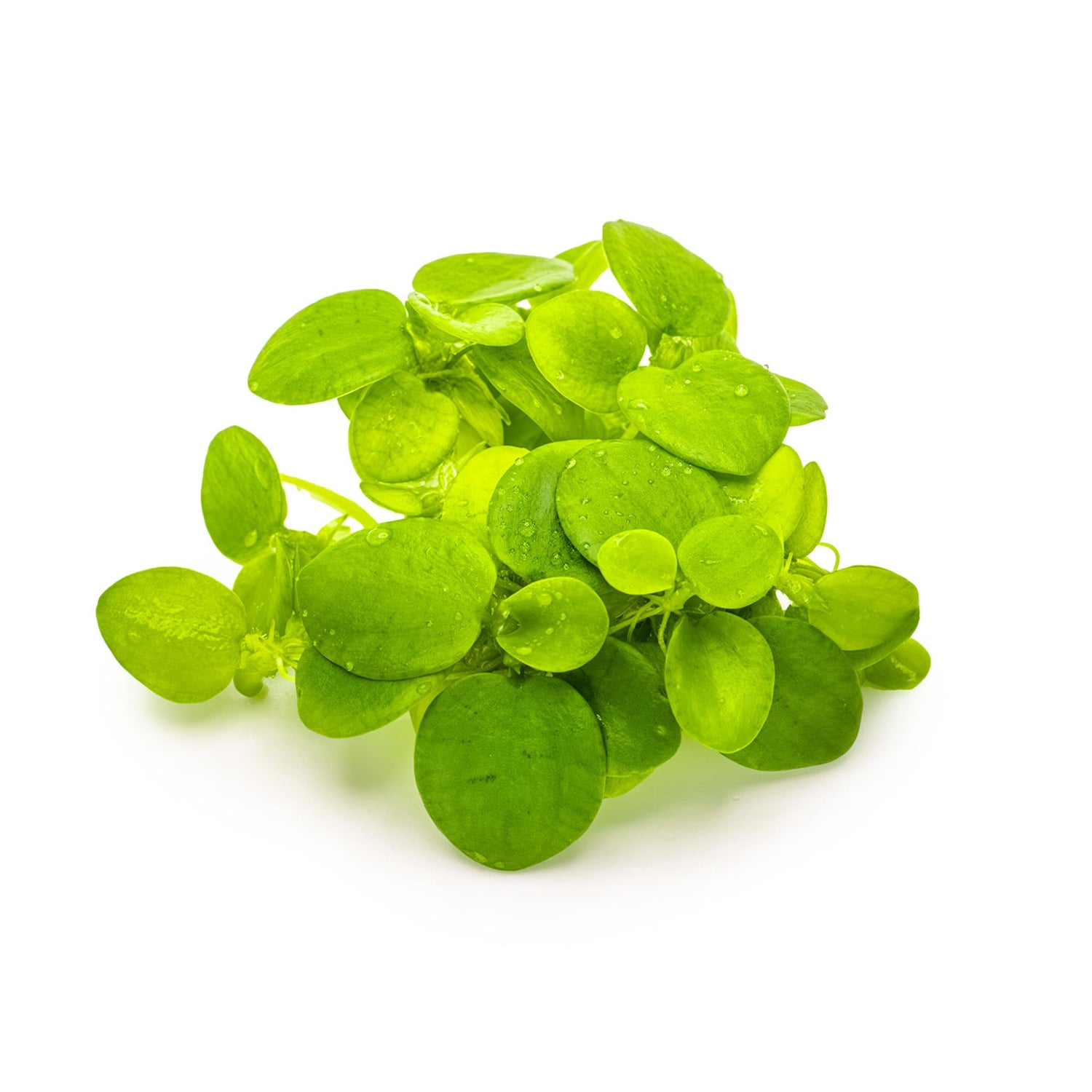 Tropica Limnobium laevigatum 1-2-GROW