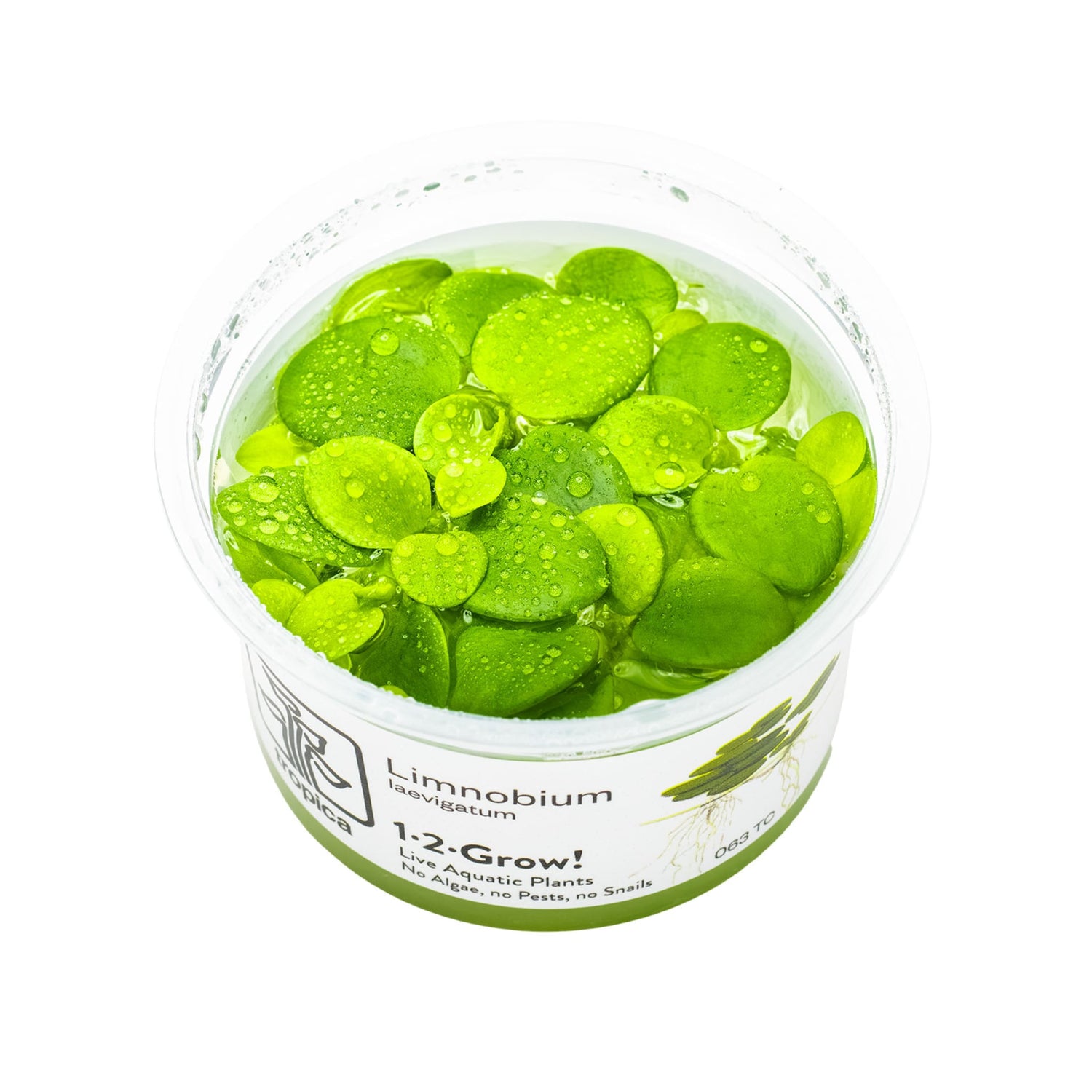 Tropica Limnobium laevigatum 1-2-GROW