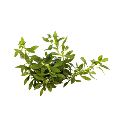 Limnophila aromatica Aquafleur