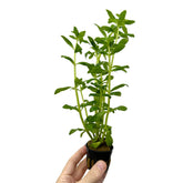 Limnophila aromatica Green - Aqua Essentials