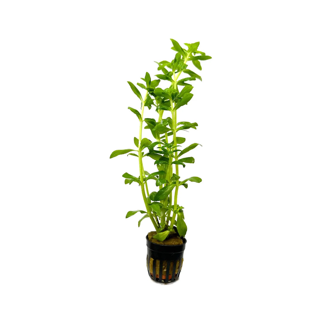Limnophila aromatica Green Aquafleur