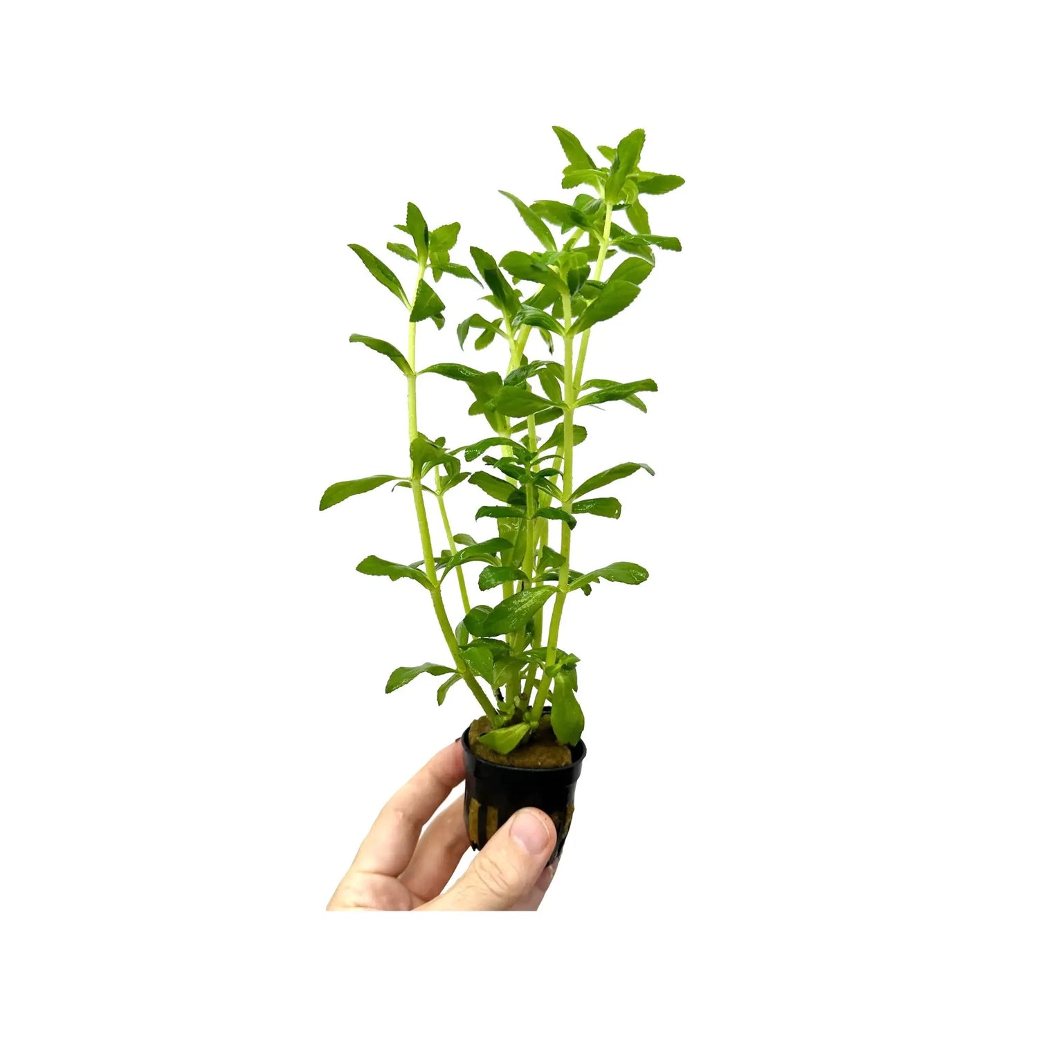 Limnophila aromatica Green Aquafleur