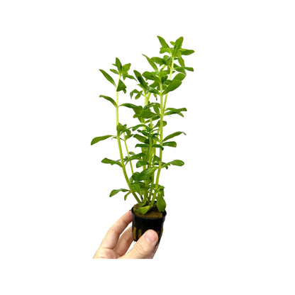 Limnophila aromatica Green Aquafleur