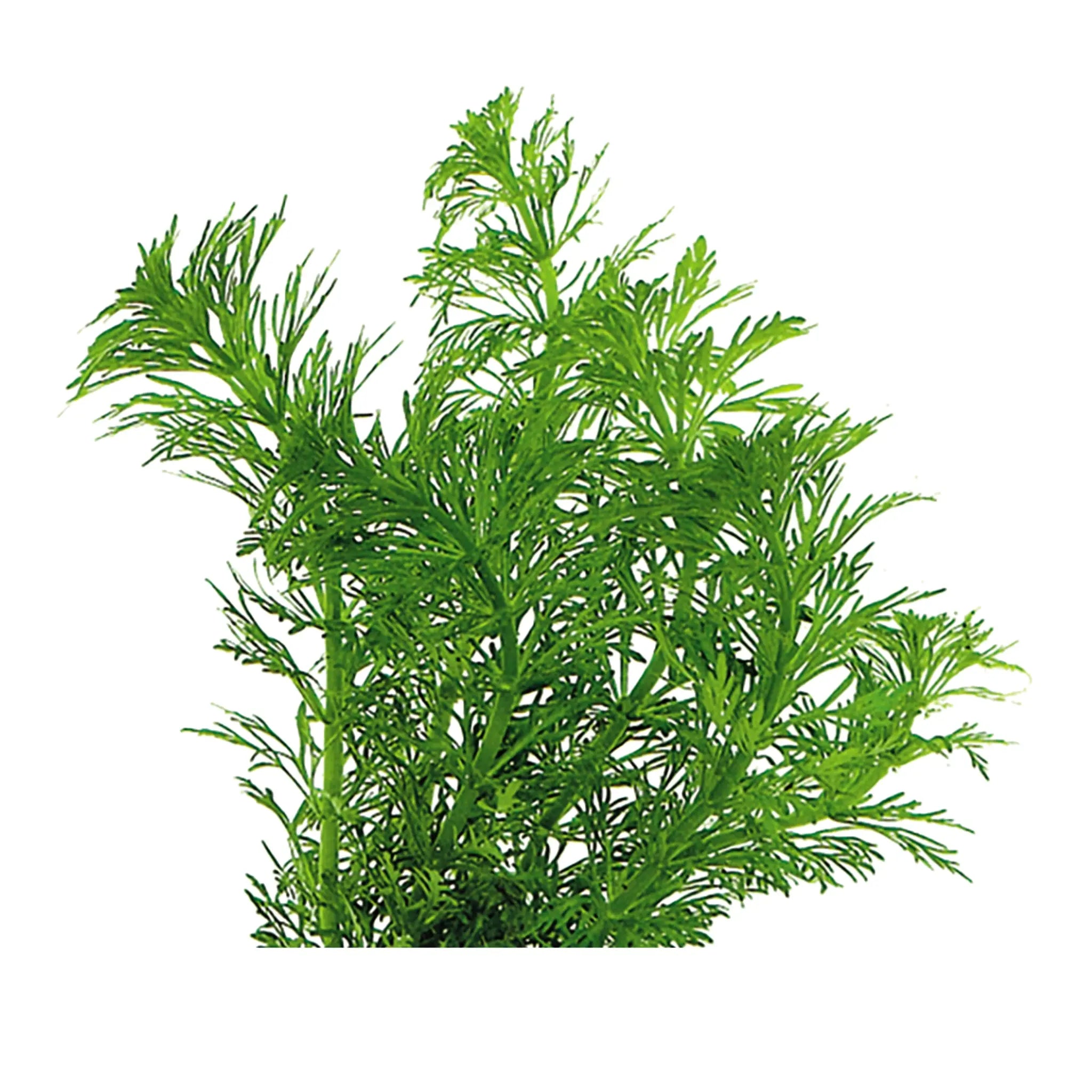 Limnophila heterophylla - Fast-Growing Cabomba Alternative for Planted Tanks Aquafleur