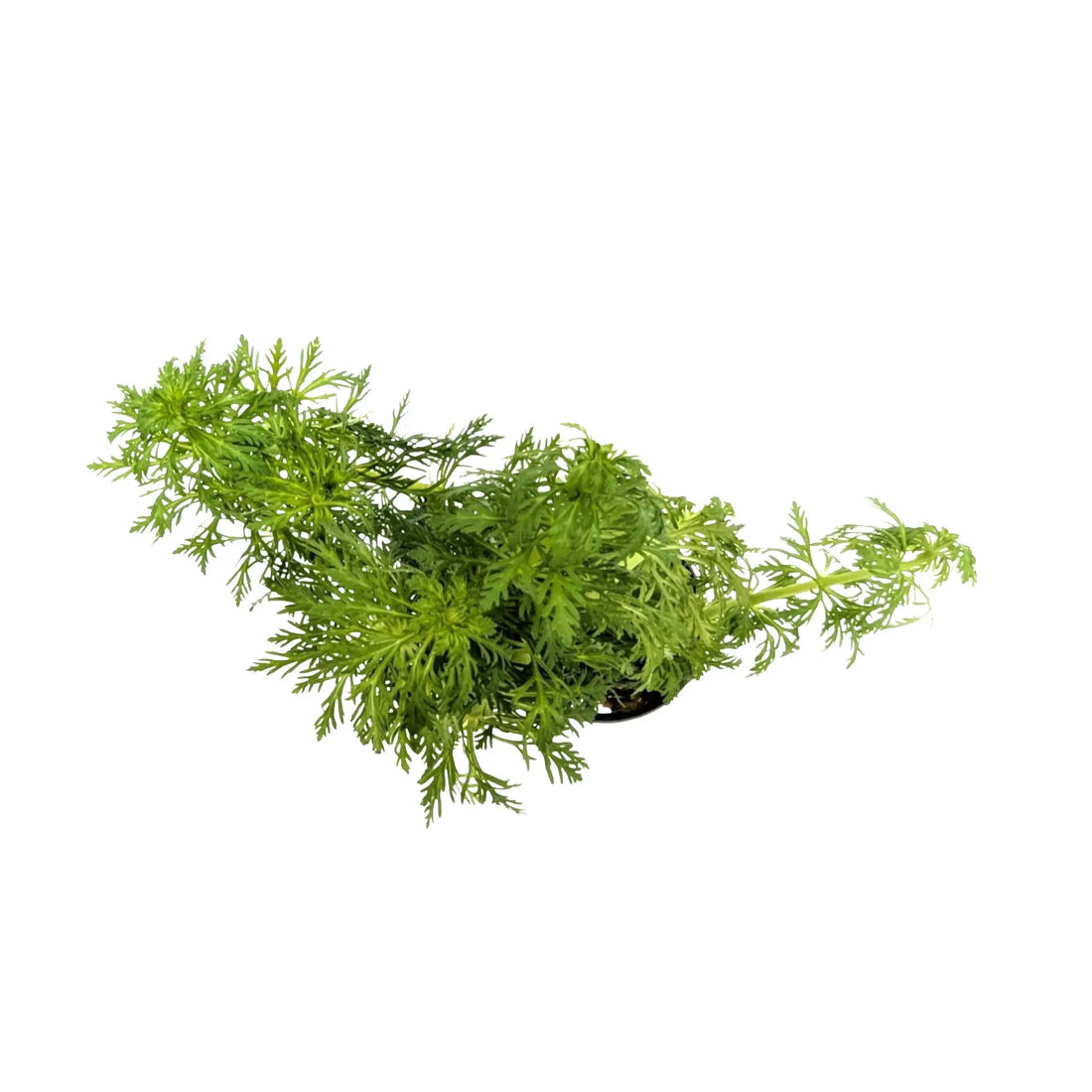 Limnophila heterophylla - fast growing! Aquafleur