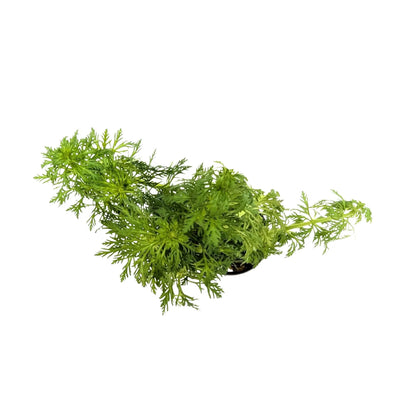 Limnophila heterophylla - fast growing! Aquafleur