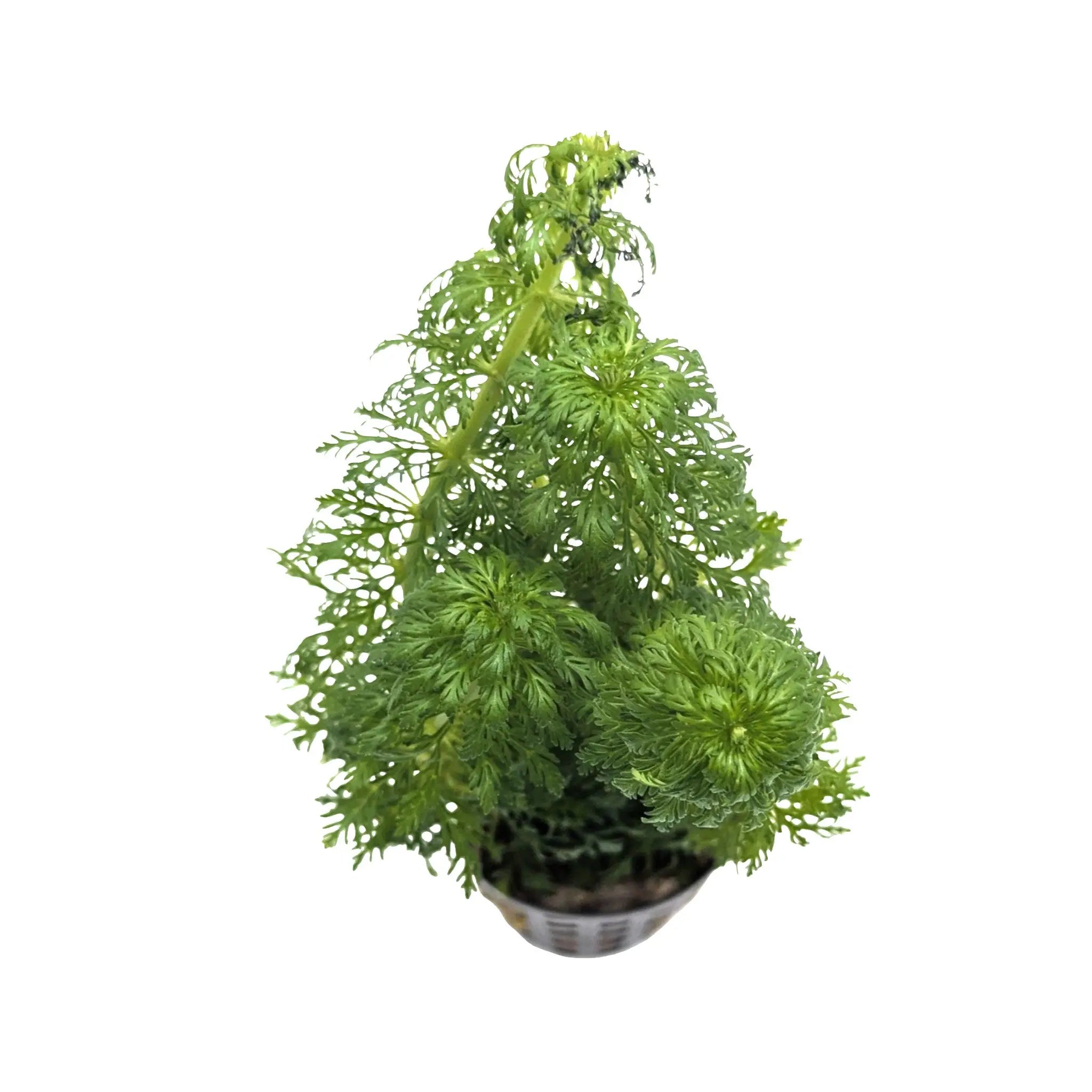 Limnophila heterophylla - fast growing! Aquafleur