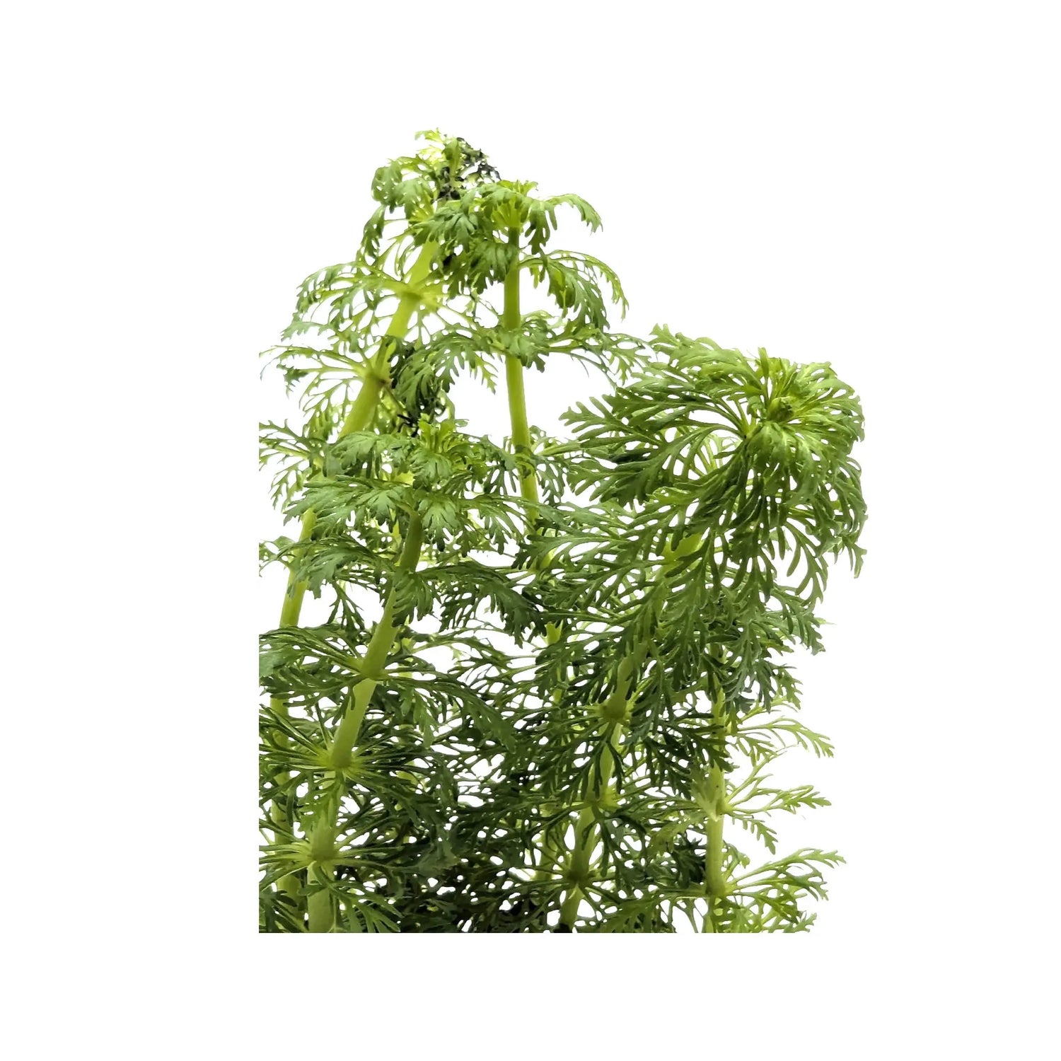 Limnophila heterophylla - fast growing! Aquafleur